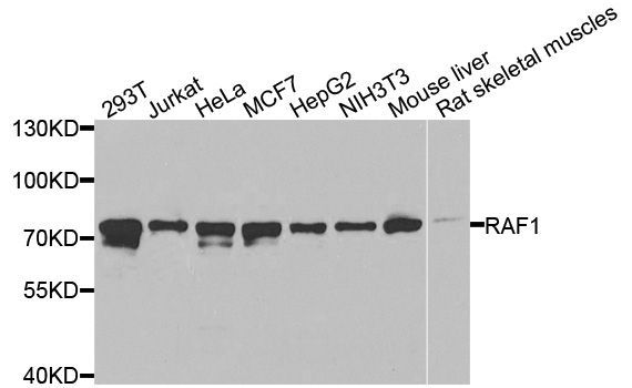 Western blot - RAF1 Polyclonal Antibody (144-00223)