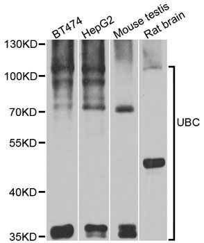 Western blot - UBC antibody (144-03207)