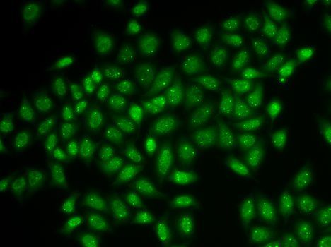 Immunofluorescence - COIL antibody (144-06428)