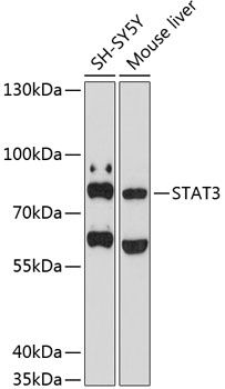 Western blot