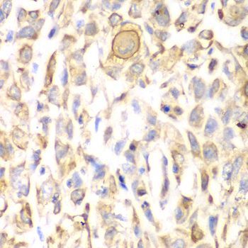Immunohistochemistry - CD151 antibody (144-01930)