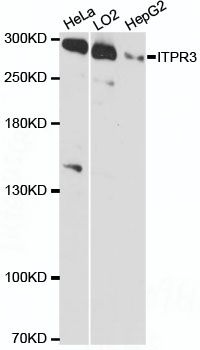 Western blot - ITPR3 antibody (144-60104)