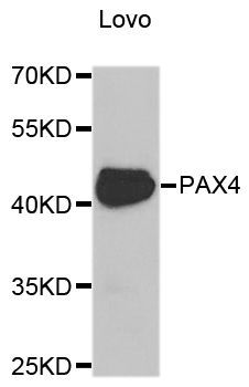 Western blot - PAX4 antibody (144-05414)