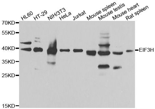 Western blot - EIF3H Polyclonal Antibody (144-013378)