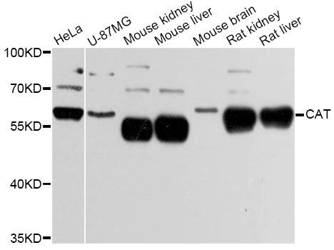 Western blot - CAT Polyclonal Antibody (144-011777)