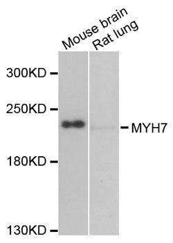Western blot - MYH7 antibody (144-07564)
