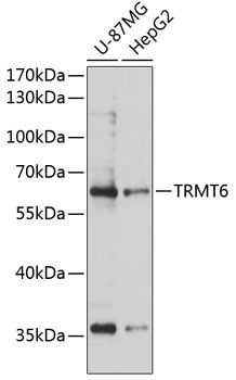 Western blot