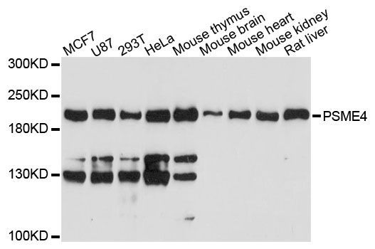 Western blot - PSME4 antibody (144-60488)