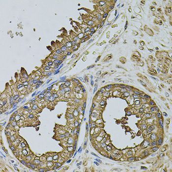 Immunohistochemistry - EIF1AY antibody (144-04270)