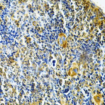 Immunohistochemistry - GLRX Antibody (144-05315)