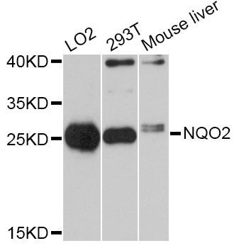 Western blot - NQO2 Polyclonal Antibody (144-011746)