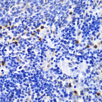 Immunohistochemistry - [KO Validated] ANXA1 Polyclonal Antibody (144-01118)