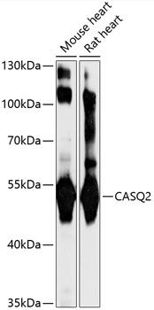 Western blot