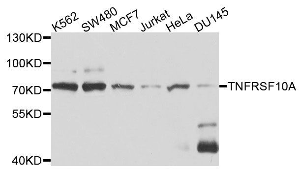 Western blot - TNFRSF10A Polyclonal Antibody (144-06267)