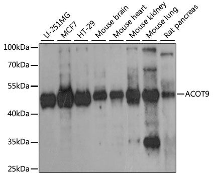 Western blot - ACOT9 antibody (144-015416)