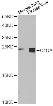 Western blot - C1QA Antibody (144-01821)