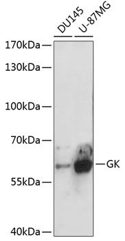 Western blot
