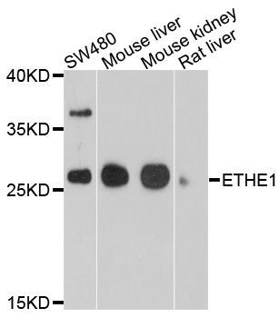 Western blot - ETHE1 Polyclonal Antibody (144-010142)