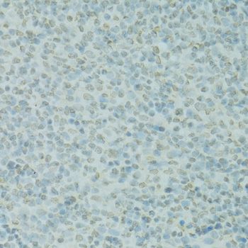 Immunohistochemistry - SAFB antibody (144-07927)