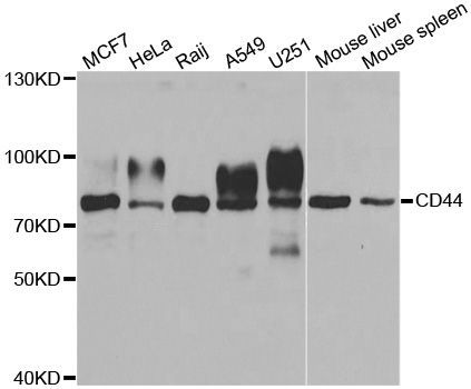 Western blot - CD44 antibody (144-01351)