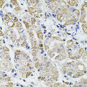 Immunohistochemistry - CASP12 Polyclonal Antibody (144-00217)