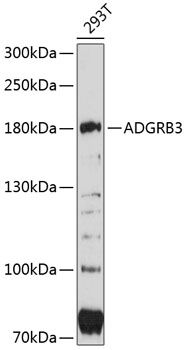 Western blot