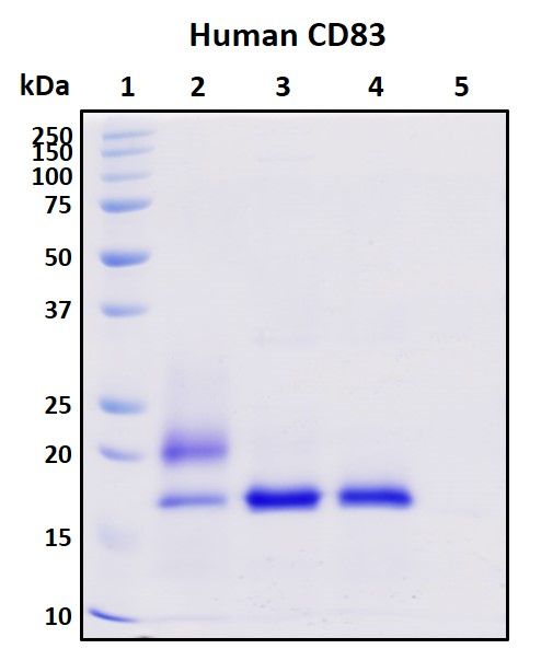 SDS-PAGE