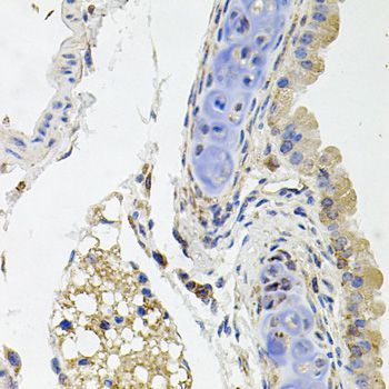 Immunohistochemistry - SDC2 antibody (144-01810)