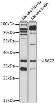 Western blot