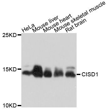 Western blot - CISD1 Polyclonal Antibody (144-010317)