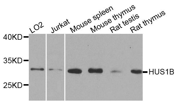 Western blot - HUS1B Polyclonal Antibody (144-06817)