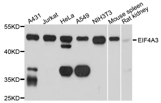 Western blot - EIF4A3 antibody (144-04338)