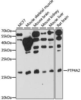 Western blot - PTP4A2 antibody (144-61000)