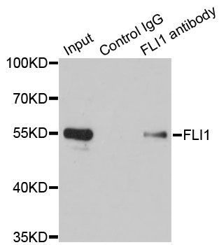 Immunoprecipitation - FLI1 Polyclonal Antibody (144-05644)