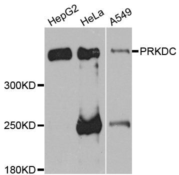 Western blot - PRKDC Polyclonal Antibody (144-07716)