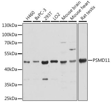 Western blot