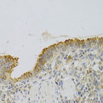 Immunohistochemistry - PA2G4 Antibody (144-05376)