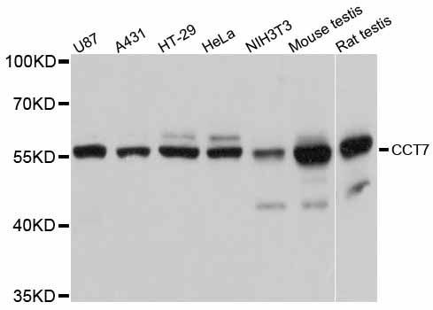 Western blot - CCT7 antibody (144-012146)