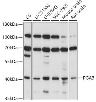 Western blot