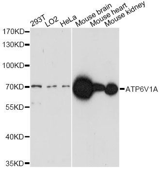 Western blot - ATP6V1A Polyclonal Antibody (144-60755)