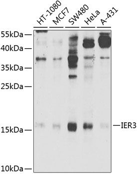 Western blot