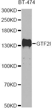 Western blot - GTF2I antibody (144-07898)