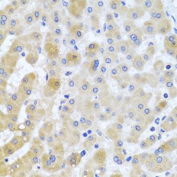 Immunohistochemistry - EIF3M antibody (144-04426)