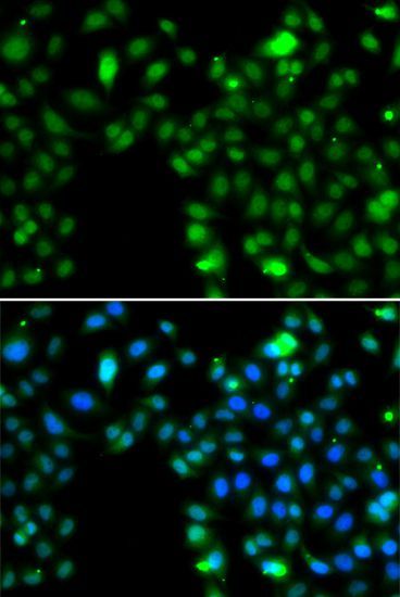 Immunofluorescence - ING5 antibody (144-07288)