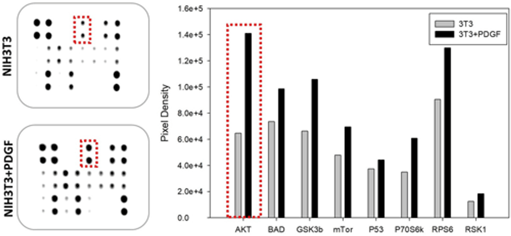Figure 8. Phosphorylation antibody array incubated with lysates of NIH3T3 cells either untreated or treated with PDGFβ.