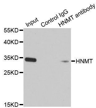 Immunoprecipitation - 1ug HNMT antibody (144-02520)