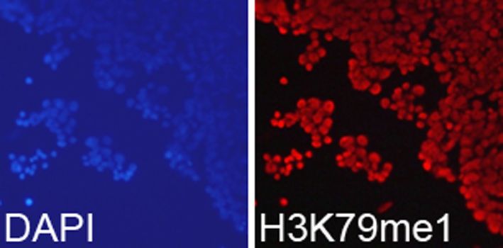 Immunofluorescence - MonoMethyl-Histone H3-K79 pAb (144-02367)