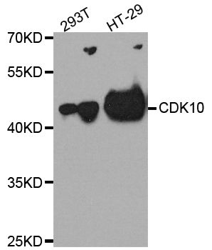 Western blot - CDK10 antibody (144-02690)