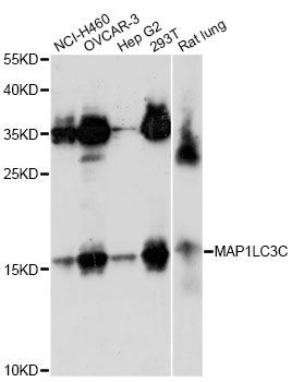 Western blot - MAP1LC3C antibody (144-61457)
