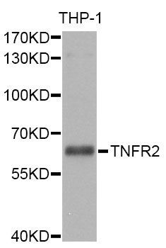 Western blot - TNFRSF1B antibody (144-01095)